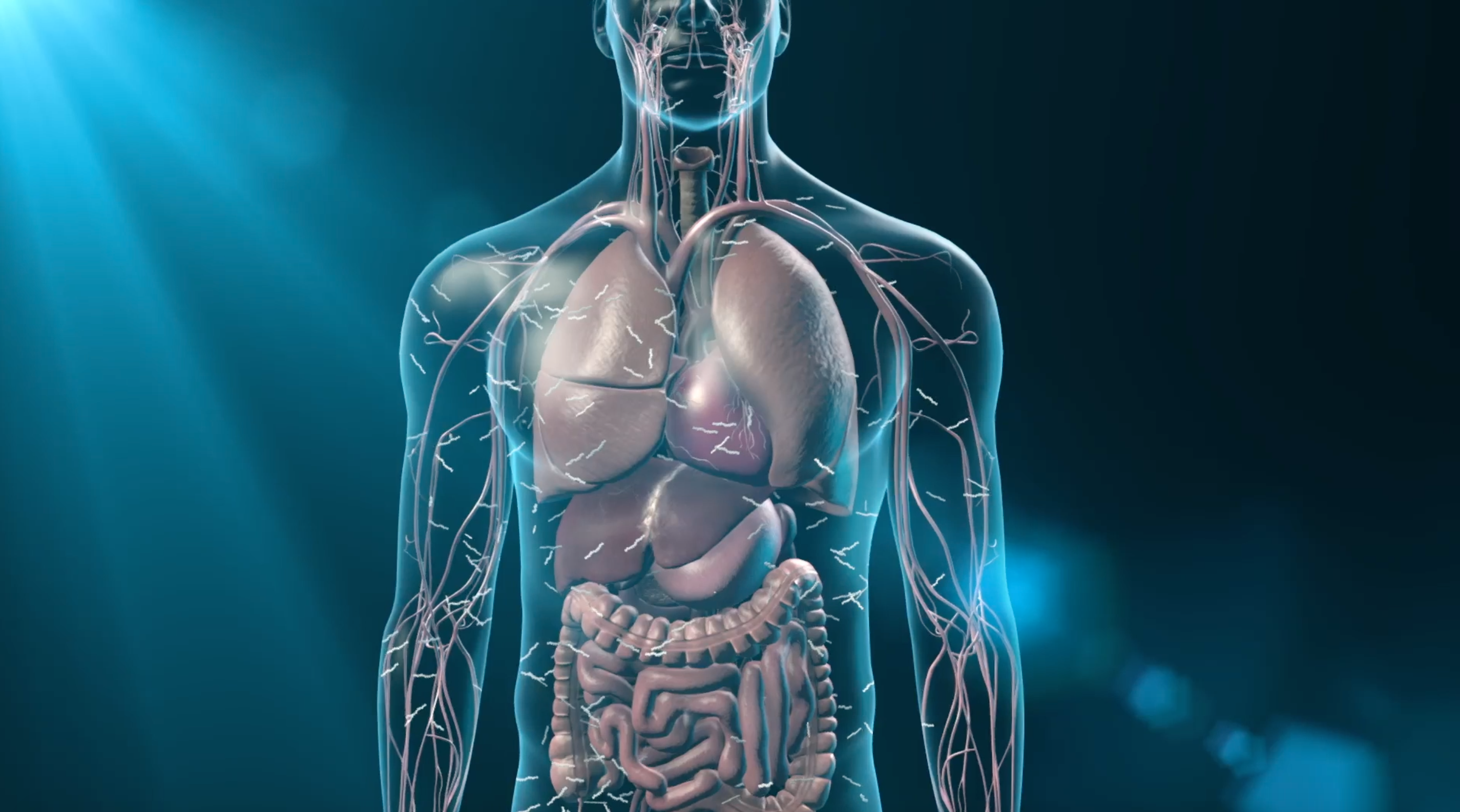 Анатомия человека. Тело человека. Организм человека.