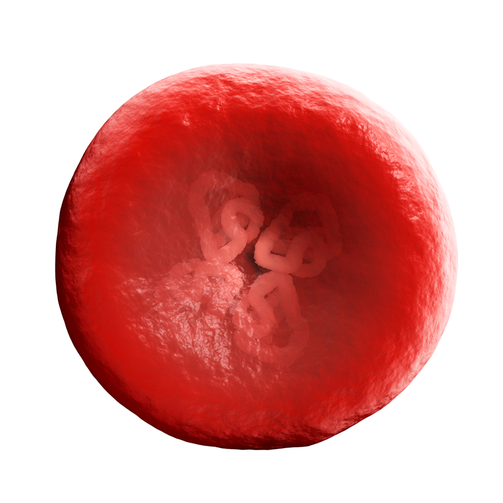 Гемоглобин в красных кровяных тельцах